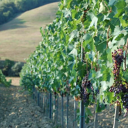 Fattoria Voltrona Vakantieboerderij *